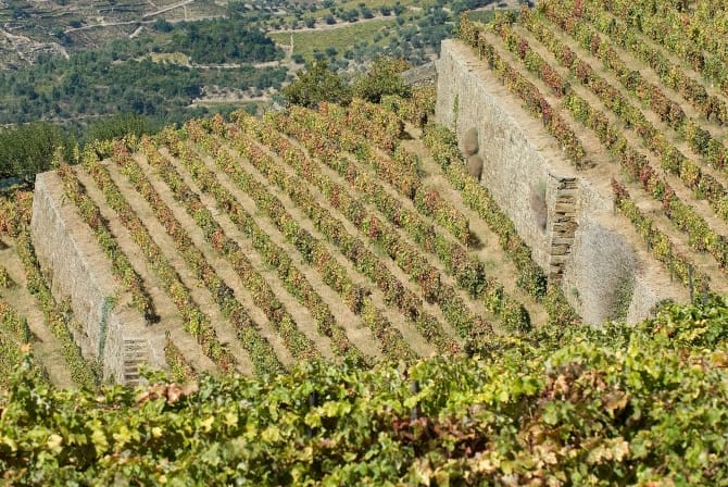 Vinha Nova (Quinta da Azinheira), Alvações do Corgo <br>©Coleção Museu do Douro/Egídio Santos